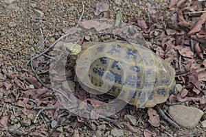 Elongated tortoise Indotestudo elongata or yellow tortoise, a rare endangered species found wild at Jim Corbett national park.