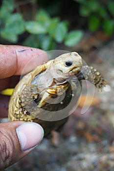 Elongated tortoise in the nature, Indotestudo elongata