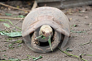 Elongated tortoise in the nature, Indotestudo elongata