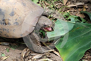 Elongated tortoise in the nature, Indotestudo elongata