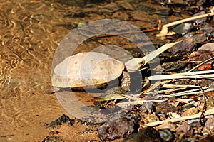 Elongated tortoise in the nature, Indotestudo elongata