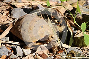 Elongated tortoise in the nature, Indotestudo elongata