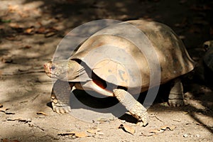 Elongated tortoise in the nature, Indotestudo elongata