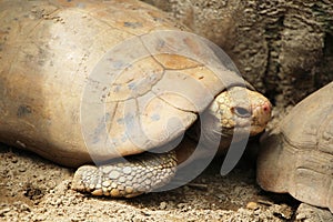 Elongated tortoise in the nature, Indotestudo elongata