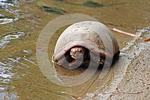 Elongated tortoise in the nature, Indotestudo elongata