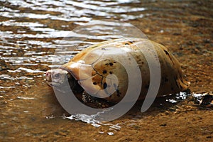 Elongated tortoise in the nature, Indotestudo elongata