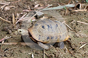 Elongated tortoise in the nature, Indotestudo elongata