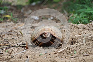 Elongated tortoise in the nature, Indotestudo elongata