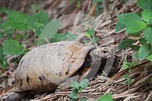 Elongated tortoise in the nature, Indotestudo elongata