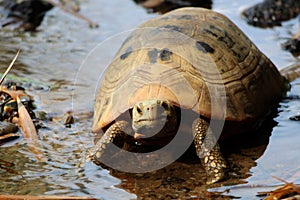 Elongated tortoise in the nature, Indotestudo elongata