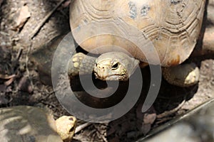 Elongated tortoise in the nature, Indotestudo elongata