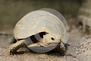 Elongated tortoise in the nature, Indotestudo elongata