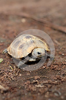 Elongated tortoise in the nature, Indotestudo elongata