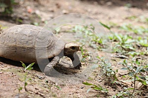 Elongated tortoise in the nature, Indotestudo elongata