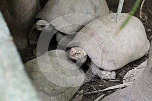 Elongated tortoise in the nature, Indotestudo elongata