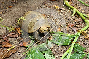Elongated tortoise in the nature, Indotestudo elongata