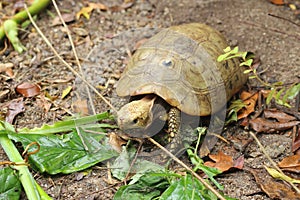 Elongated tortoise in the nature, Indotestudo elongata