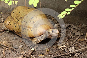 Elongated tortoise in the nature, Indotestudo elongata