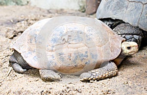 Elongated Tortoise Turtle.