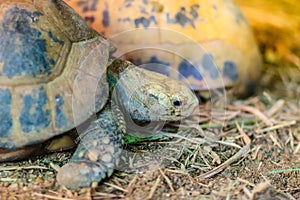 The elongated or yellow-headed tortoise Indotestudo elongata occurs in tropical southeast Asia