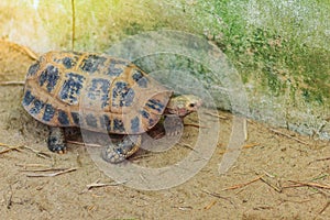 The elongated or yellow-headed tortoise Indotestudo elongata occurs in tropical southeast Asia