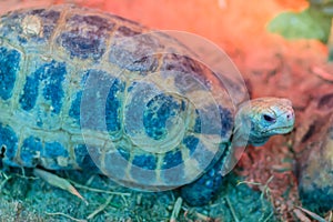 The elongated or yellow-headed tortoise Indotestudo elongata occurs in tropical southeast Asia