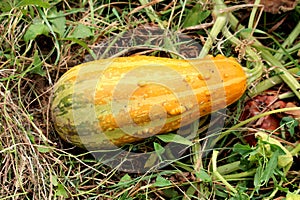 Elongated yellow and light green ornamental gourd surrounded with grass and other plants planted in local urban garden