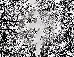 Elongating branches reaching for the sky photo