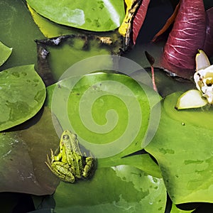 Elophylax known as true, green, water pond or pool frog