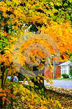 Elora Ontario in the fall