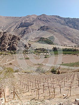 Elqui Valley in northern Chile. Wine Grape Farmland