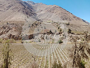 Elqui Valley in northern Chile. Wine Grape Farmland