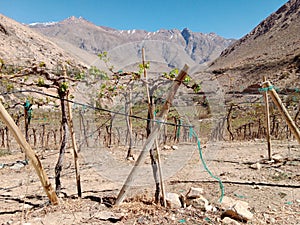 Elqui Valley in northern Chile. Wine Grape Farmland