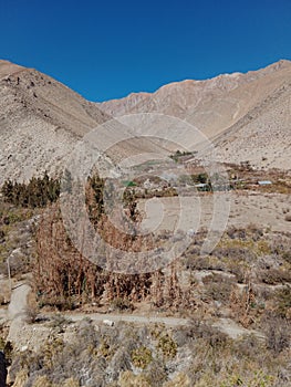 Elqui Valley in northern Chile. Wine Grape Farmland