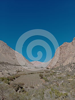 Elqui Valley in northern Chile. Wine Grape Farmland