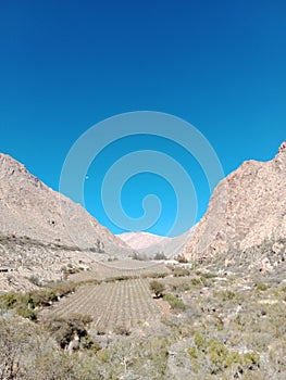 Elqui Valley in northern Chile. Wine Grape Farmland