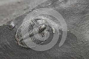 Elrathia Kingii Trilobite fossil