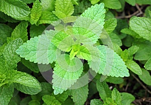 Elsholtzia Balm trees