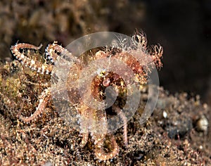 Elsive Hairy octopus in Indonesia