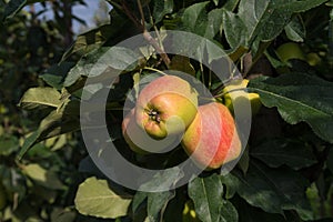 Elstar apples in an orchard