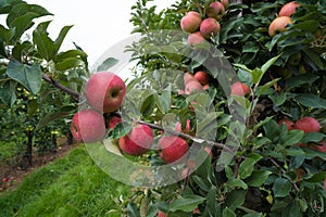 Elstar apples in an orchard