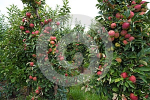 Elstar apples in an orchard