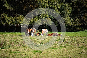 The Elswout estate, cows grazing peacefully on a hot day