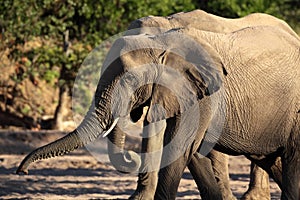 Elusive desert elephants of Namibian