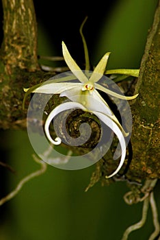 The Elusive Ghost Orchid