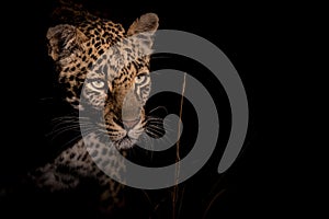 Elusive leopard at night photo