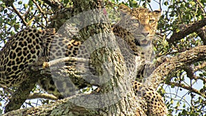 The elusive leopard photo