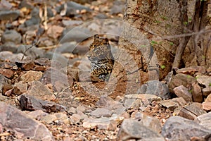 Elusive Leopard resting