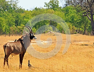 Elusive Roan Antelope standing in the African Savannah