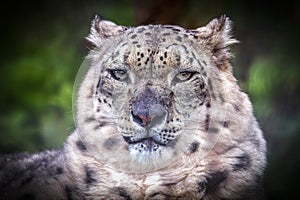 The Elusive Snow Leopard portrait